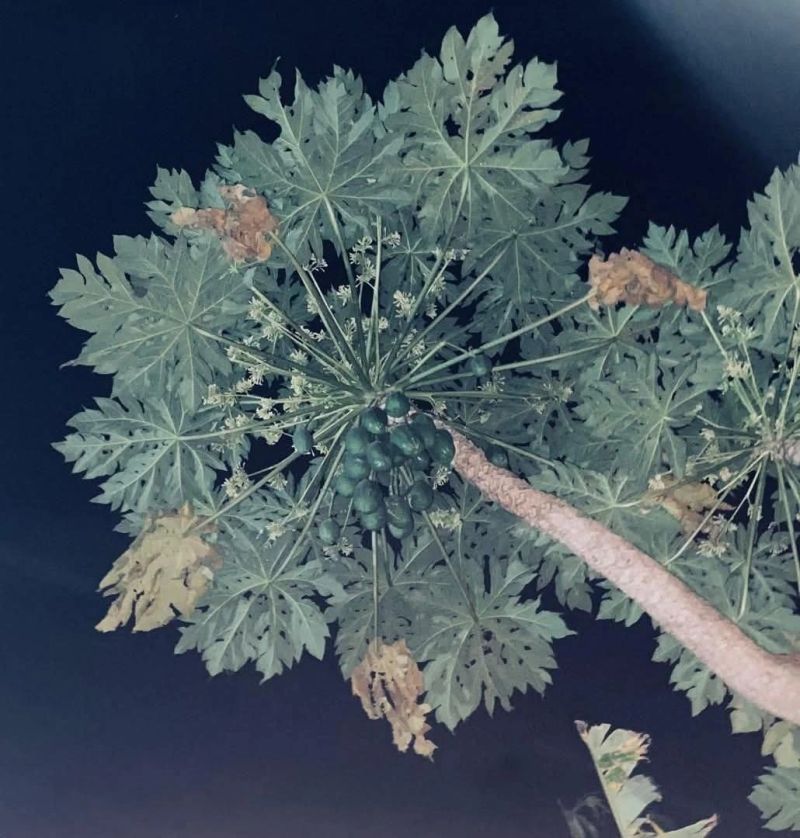 EcoShield organic fertilizer and sustainable farming