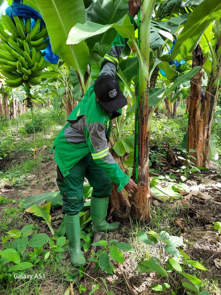 Sustainable farming practices