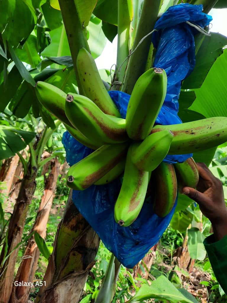 Agricultural innovation