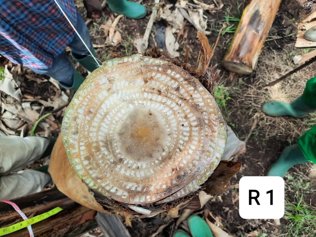 Youth training program